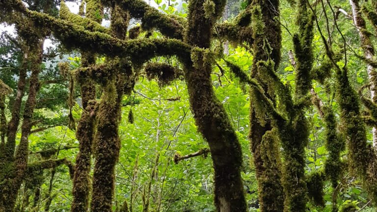 Şimşir ormanı sanaltur